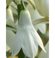 Галтония Candicans (Кандиканс) 12/14