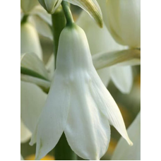 Галтонія Candicans (Кандиканс) 12/14
