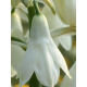 Галтония Candicans (Кандиканс) 12/14