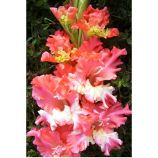 Гладиолус Frizzled Coral Lace (3 шт)