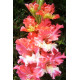 Гладиолус Frizzled Coral Lace (3 шт)