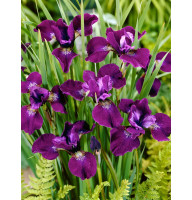 Ирис Sibirica Hubbard