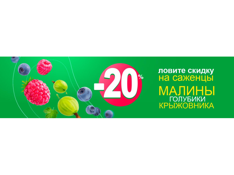 Ловіть знижки на саджанці лохини, малини, аґрусу!