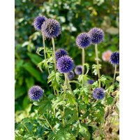 Головатень банатський Топлоу Блю (Taplow Blue)