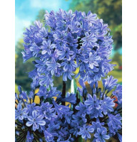 Агапантус Blue (1 шт)