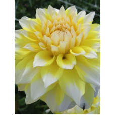 Георгина Hollyhill Lemon Ice (Холхилл Лемон Айс) (1 шт)