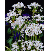 Аллиум Неаполитанум (Neapolitanum) 5+