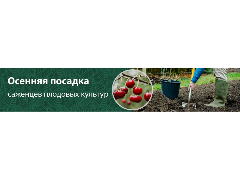 Осіння посадка саджанців плодових культур