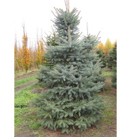 Ялина колюча (Picea pungens Glauca) С7,5 (0,8-1 м)