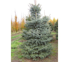 Ель колючая (Picea pungens Glauca) С7, 5 (0,8-1 м)