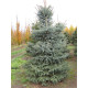 Ялина колюча (Picea pungens Glauca) С7,5 (0,8-1 м)