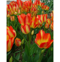 Тюльпан мультифлора Florette 10/11