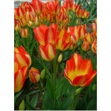 Тюльпан мультифлора Florette 10/11