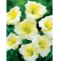 Лилейник Longfields Pearl