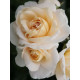 Роза флорибунда Лайонз Роуз (Lions Rose)  3 л