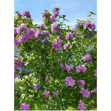 Гібіскус сирійський Арденс (Ardens) 5 л