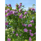 Гібіскус сирійський Арденс (Ardens) 5 л