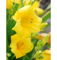 Лилейник Yellow Lollypop