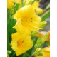 Лілейник Yellow Lollypop