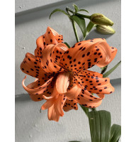 Лілія Flore Pleno махрова Double Азіатська 14/16 (1 шт)