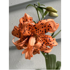 Лілія Flore Pleno махрова Double Азіатська 14/16 (1 шт)