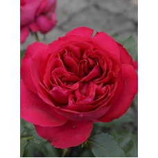 Троянда паркова Ред Еден Роуз (Red Eden Rose)