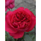 Троянда паркова Ред Еден Роуз (Red Eden Rose)