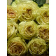 Роза чайно-гибридная Динамик (Dynamic)