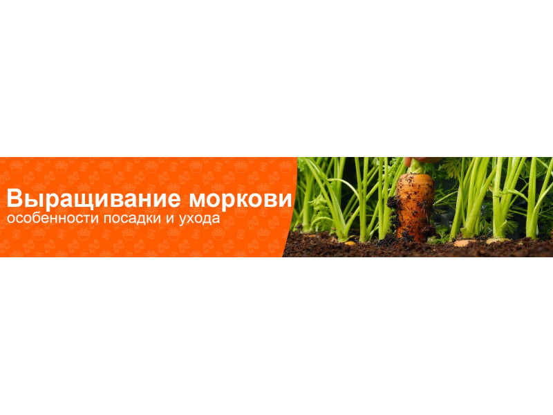 Коли і як краще садити моркву у 2022 році