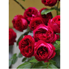 Роза Rouge Pierre de Ronsard Парковая