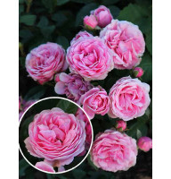 Роза бордюрная Розовая (Pink)