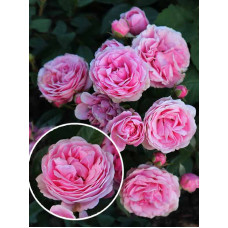 Роза бордюрная Розовая (Pink)