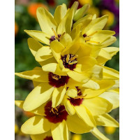 Іксія Yellow Emperor