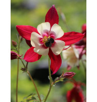 Аквилегия Crimson Star (1 шт)