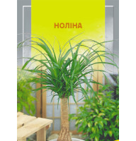 Насіння Ноліна 5 нас