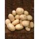 Семенной картофель Орла 1 репродукция фракция 40-60 1 кг