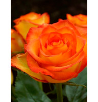 Роза Хай Мэджик (High Magik) чайно-гибридная