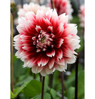 Георгина Red and White Fubuki