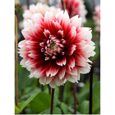 Жоржина Red and White Fubuki