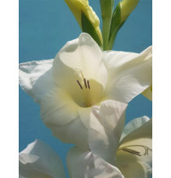 Гладіолус Summer Bride 8/9
