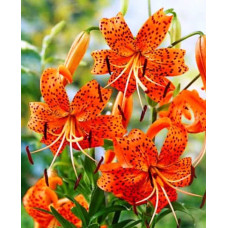 Лілія тигрова Tigrinum Splendens