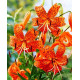 Лилия  тигровая  Tigrinum Splendens