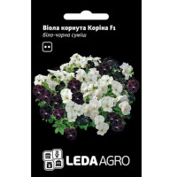 Семена виола Корина F1 бело-черная смесь 10 шт. LedaAgro