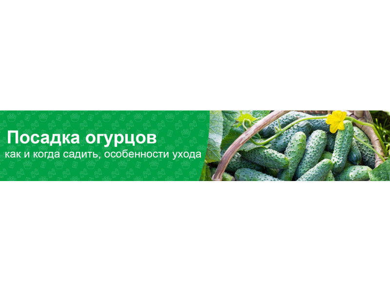 Як і коли правильно садити огірки