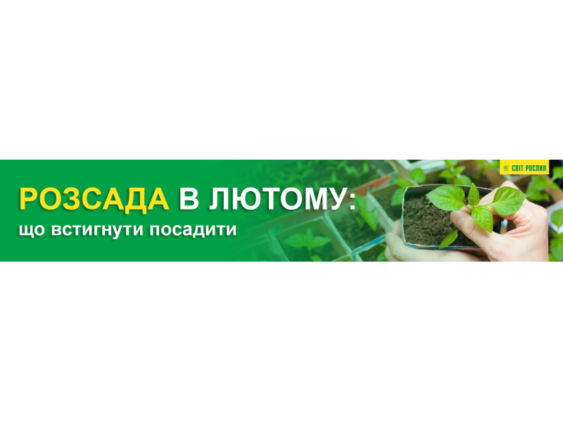 Розсада в лютому - що встигнути посадити