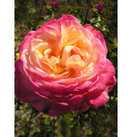 Троянда чайно-гібридна Ріна Херхольд (Rina Herholdt)