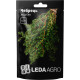 Семена Тимьян (чебрец) 0,2 г LedaAgro