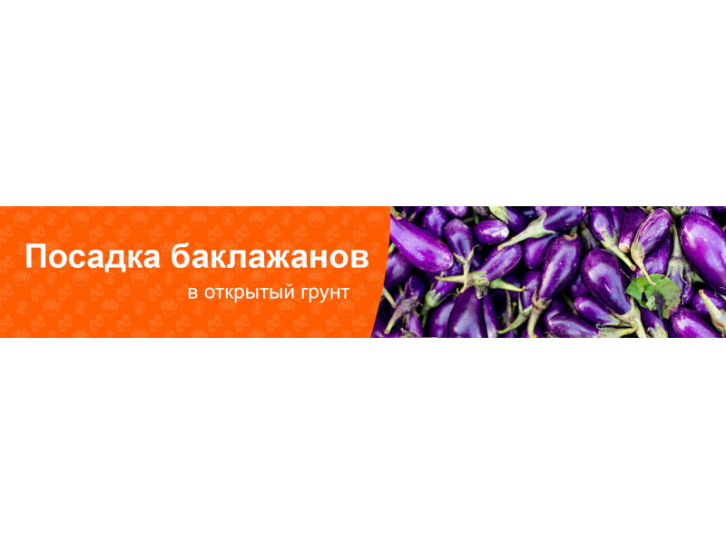 Як правильно посадити розсаду баклажанів у відкритий ґрунт чи теплицю