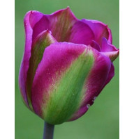Тюльпан вірідіфлора Violet Bird