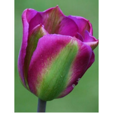 Тюльпан вірідіфлора Violet Bird